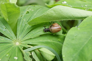 1920 X 1277 462.9 Kb Sony Alpha A390 + 2  