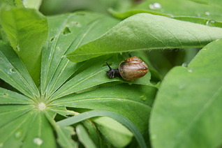 1920 X 1277 381.7 Kb Sony Alpha A390 + 2  