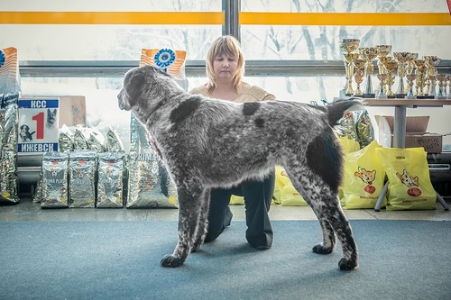 500 x 333 Азиаты! Это звучит гордо.У НАС РОДИЛИСЬ ЩЕНКИ.
