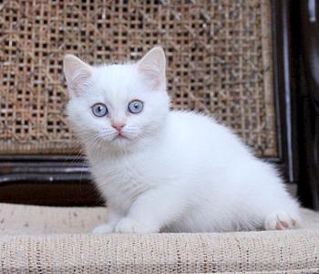 896 X 768 84.6 Kb Питомник'Gem Sweet'.Любимые британские ПЛЮШКИ.Британские котята: белые,черные,голубые