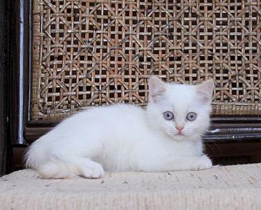 958 X 768 109.5 Kb 896 X 768 84.6 Kb Питомник'Gem Sweet'.Любимые британские ПЛЮШКИ.Британские котята: белые,черные,голубые