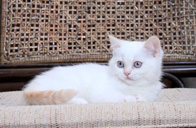 1024 X 667 91.5 Kb 958 X 768 109.5 Kb 896 X 768 84.6 Kb Питомник'Gem Sweet'.Любимые британские ПЛЮШКИ.Британские котята: белые,черные,голубые