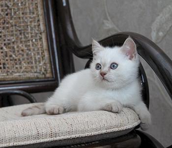 896 X 768  73.5 Kb 1016 X 768  81.9 Kb Питомник'Gem Sweet'.Любимые британские ПЛЮШКИ.Британские котята: белые,черные,голубые