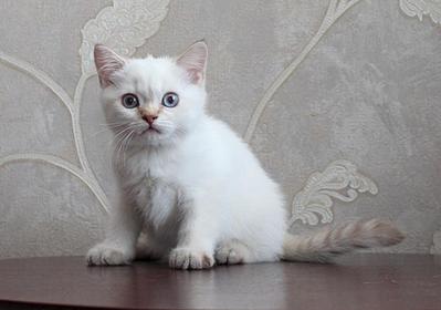 1024 X 718  65.4 Kb Питомник'Gem Sweet'.Любимые британские ПЛЮШКИ.Британские котята: белые,черные,голубые