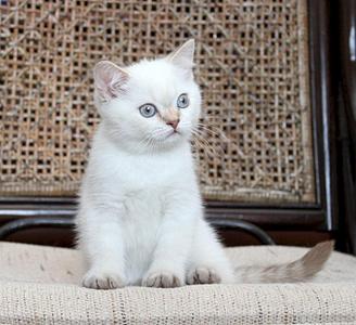 840 X 768  85.9 Kb 1024 X 718  65.4 Kb Питомник'Gem Sweet'.Любимые британские ПЛЮШКИ.Британские котята: белые,черные,голубые