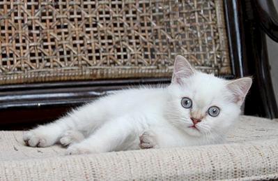 1024 X 664  85.0 Kb 962 X 768 102.8 Kb 840 X 768  85.9 Kb 1024 X 718  65.4 Kb Питомник'Gem Sweet'.Любимые британские ПЛЮШКИ.Британские котята: белые,черные,голубые