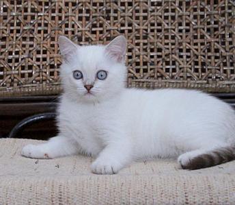 883 X 768  85.0 Kb 1024 X 693 103.2 Kb Питомник'Gem Sweet'.Любимые британские ПЛЮШКИ.Британские котята: белые,черные,голубые