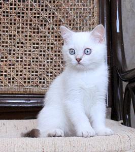 768 X 864  91.8 Kb 883 X 768  85.0 Kb 1024 X 693 103.2 Kb Питомник'Gem Sweet'.Любимые британские ПЛЮШКИ.Британские котята: белые,черные,голубые