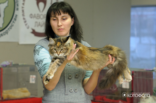 600 x 399 Питомник Мейн-кунов 'Аctus Рurus'. Ласковые ГИГАНТЫ.