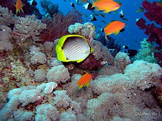 640 X 480  93.3 Kb 655-303 |   | www.akvarel18.ru |   !