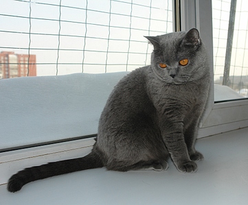 926 X 768 257.8 Kb Питомник'Gem Sweet'.Любимые британские ПЛЮШКИ.Британские котята: белые,черные,голубые