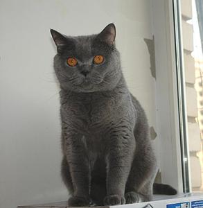 768 X 786 47.4 Kb 926 X 768 257.8 Kb Питомник'Gem Sweet'.Любимые британские ПЛЮШКИ.Британские котята: белые,черные,голубые
