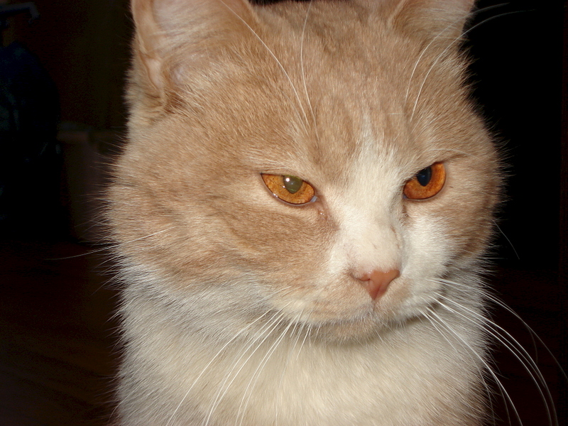 1920 X 1440 210.4 Kb     !