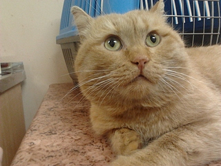 1920 X 1440 167.5 Kb  