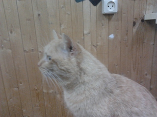 1920 X 1440 742.6 Kb 1920 X 1440 167.5 Kb  