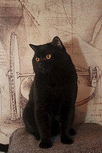 200 x 300 Дневники Ники.Британские кошки из питомника 'GEM SWEET'