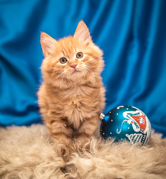 1920 X 2069 829.9 Kb Курильский бобтейл