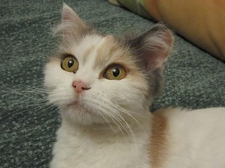 728 X 546 26.0 Kb ���� ������� ����-��������� ����� ���� ���������.