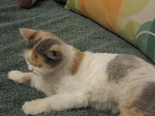 728 X 546 31.2 Kb 728 X 546 26.0 Kb ���� ������� ����-��������� ����� ���� ���������.