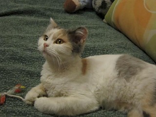 728 X 546 24.5 Kb 728 X 546 31.2 Kb 728 X 546 26.0 Kb ���� ������� ����-��������� ����� ���� ���������.