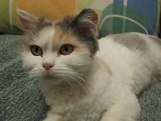 728 X 546 24.3 Kb 728 X 546 24.5 Kb 728 X 546 31.2 Kb 728 X 546 26.0 Kb ���� ������� ����-��������� ����� ���� ���������.