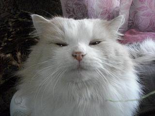 1920 X 1440 355.7 Kb  