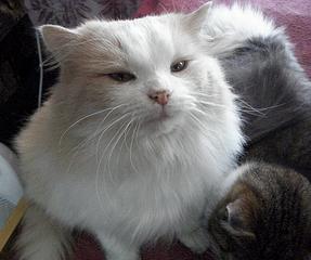 1920 X 1603 439.6 Kb  