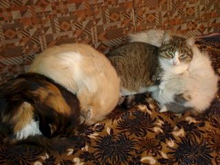 1920 X 1440 228.8 Kb 1920 X 1603 439.6 Kb  