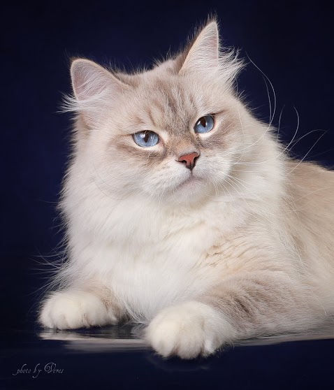478 x 558 Питомник невских маскарадных кошек 'Страна Сибирия'. СКАЗОЧНЫЕ КОТЯТА ДЛЯ ВАС :)