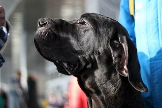 604 X 403 45.8 Kb 26.01.14 выставка ЧФ в Ижевске