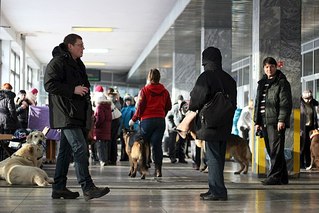 604 X 403 57.4 Kb 604 X 403 47.2 Kb 604 X 403 26.8 Kb 26.01.14 выставка ЧФ в Ижевске