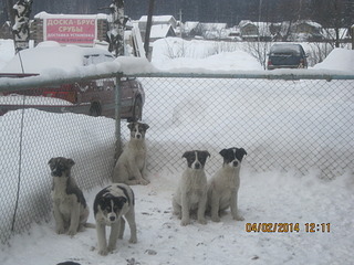 1920 X 1440 636.8 Kb Подкинутые животные:Смертный приговор или...?