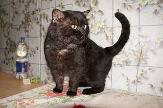 604 X 401  48.6 Kb Подкинутые животные:Смертный приговор или...?