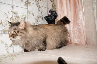 604 X 401  54.2 Kb 604 X 401  40.9 Kb 604 X 401  49.6 Kb 604 X 401  48.6 Kb Подкинутые животные:Смертный приговор или...?