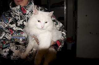 604 X 401  50.2 Kb 604 X 401  54.2 Kb 604 X 401  40.9 Kb 604 X 401  49.6 Kb 604 X 401  48.6 Kb Подкинутые животные:Смертный приговор или...?