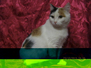 1920 X 1440 634.5 Kb 604 X 401  44.5 Kb 604 X 401  49.5 Kb Подкинутые животные:Смертный приговор или...?