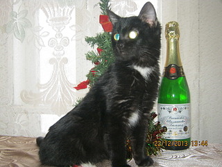 1920 X 1440 580.3 Kb 1920 X 1440 634.5 Kb 604 X 401  44.5 Kb 604 X 401  49.5 Kb Подкинутые животные:Смертный приговор или...?