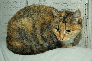 807 X 538 115.3 Kb 1920 X 1440 580.3 Kb 1920 X 1440 634.5 Kb 604 X 401  44.5 Kb 604 X 401  49.5 Kb Подкинутые животные:Смертный приговор или...?