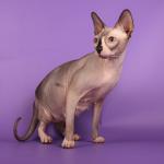 150 x 150 Котята канадские сфинксы. Резервирование