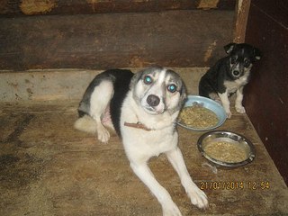 604 X 453 56.6 Kb 1920 X 1440 666.1 Kb  :  ...?