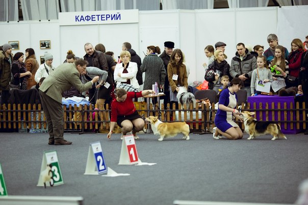 604 x 403 Веточка для Коржиков и абиссинские кошки.