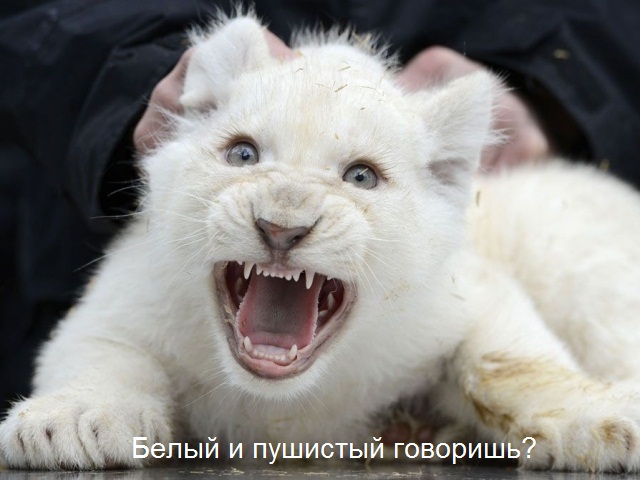 640 x 480 640 X 610 108.1 Kb Улыбнемся?
