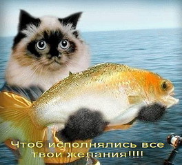 499 X 452 56.0 Kb Длинношерстные бриташки и компания!