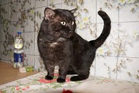 1280 X 850 169.9 Kb Подкинутые животные:Смертный приговор или...?