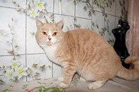 1280 X 850 187.3 Kb 1280 X 850 169.9 Kb Подкинутые животные:Смертный приговор или...?