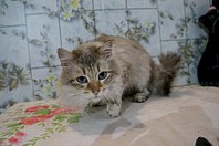 1280 X 850 144.3 Kb 1280 X 850 187.3 Kb 1280 X 850 169.9 Kb Подкинутые животные:Смертный приговор или...?