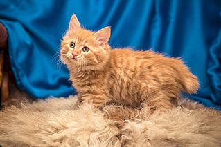 800 X 533 144.8 Kb 556 X 599 116.1 Kb  .    !