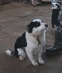 490 X 576 76.9 Kb 320 x 240 Подкинутые животные:Смертный приговор или...?