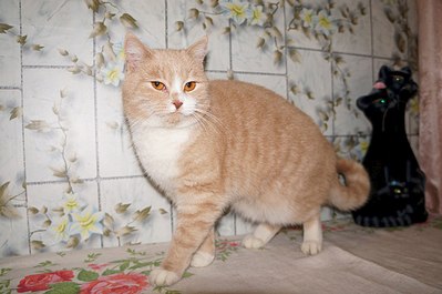 1280 X 850 155.7 Kb Подкинутые животные:Смертный приговор или...?