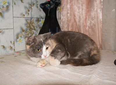 1036 X 757 219.2 Kb Подкинутые животные:Смертный приговор или...?